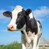 Holstein Fresian
